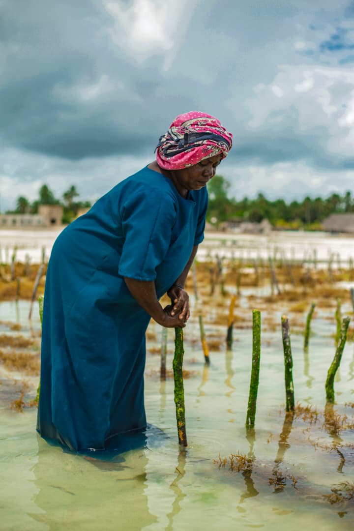 Ocean Farm Cultivation